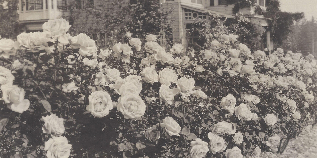 Madame Caroline Testout. Courtesy of Oregon Historical Society