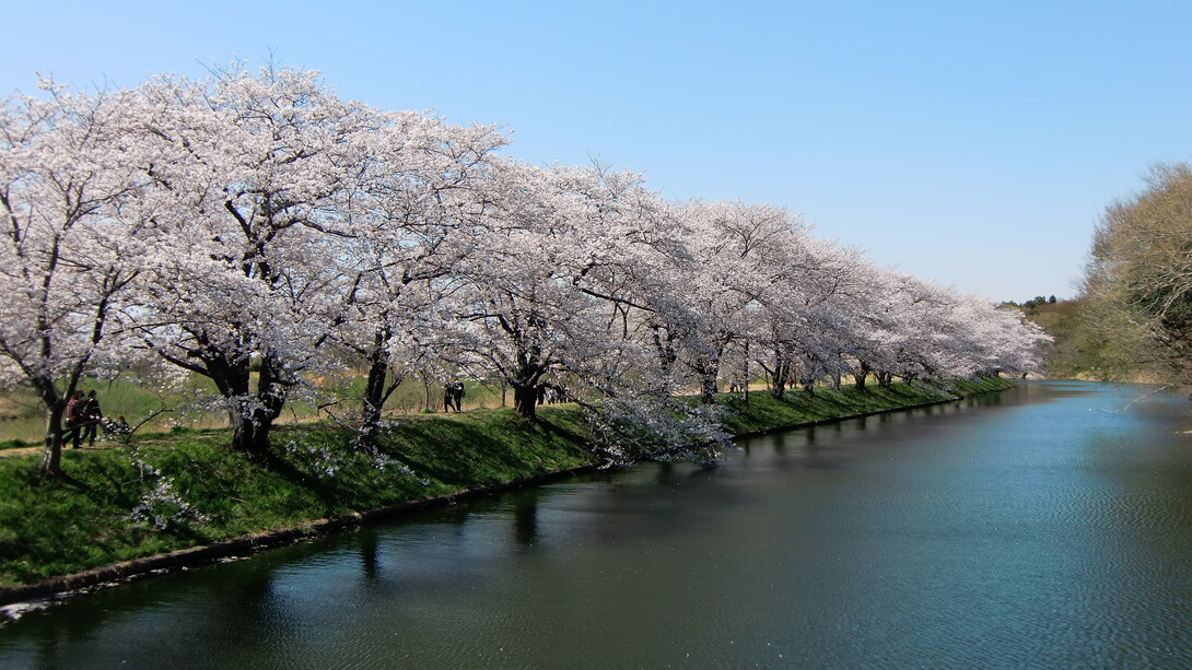 Cerezos en flor en el parque Fukuokazeki Sakura, en la ciudad de Tsukubamirai, Ibaraki, Japón
