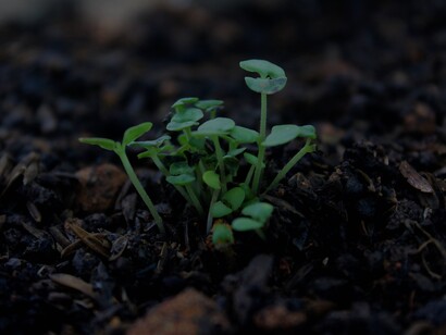 A doença da mente pode obscurecer a percepção da vida, mas ao curá-la, percebemos e ouvimos o divino que reside em nós