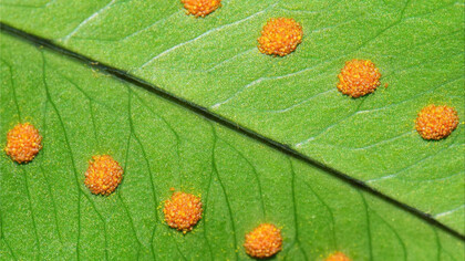 Esporas de «Polypodium leucotomos»