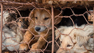 Yulin dog meat festival. Perros enjaulados