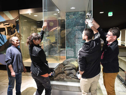 Anakonda, ausstellungsstück. Mit freundlicher genehmigung des Senckenberg Naturmuseums