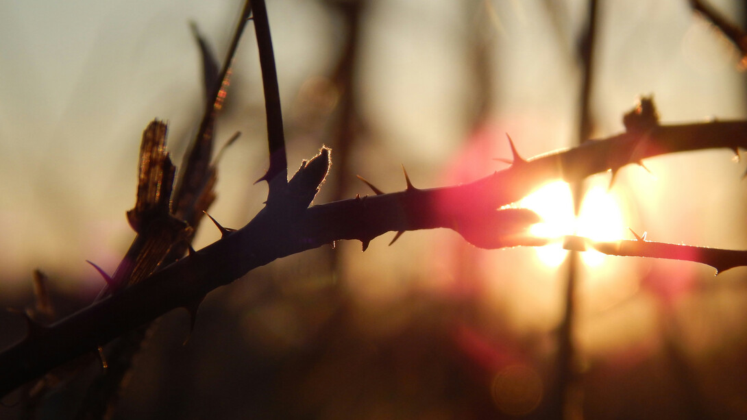 El sufrimiento es una parte inevitable de la vida humana y puede transformarse en crecimiento, comprensión y creación