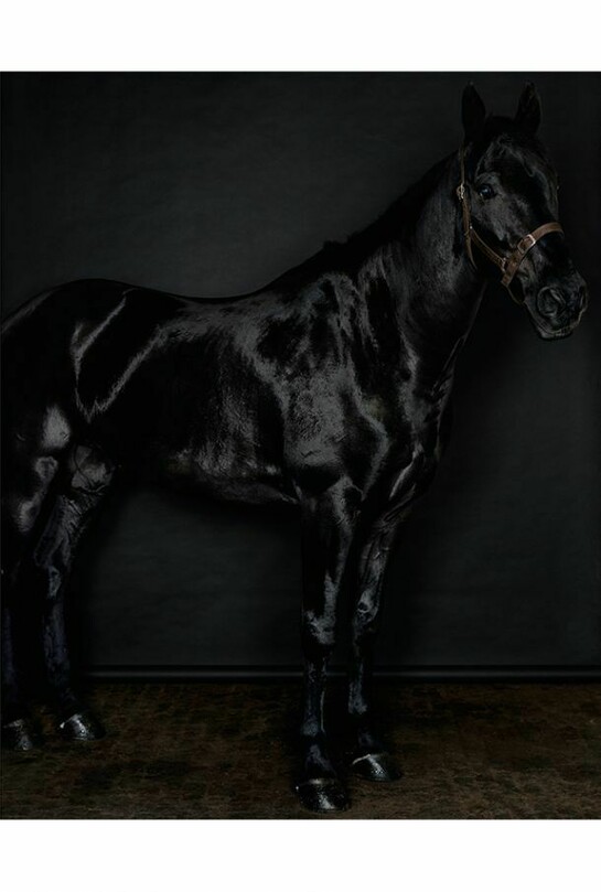 Sarah Jones, Horse (profile) (black) (II/II), 2014, C Print, 59 7/8 x 48 inches (framed) (152.1 x 121.9 cm). Courtesy Anton Kern Gallery, New York