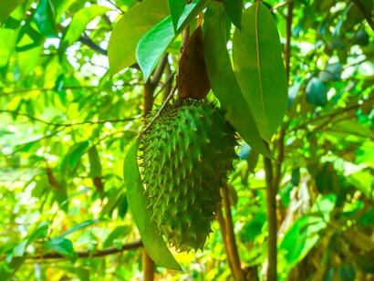 Annona muricata