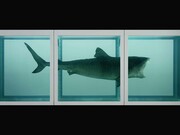 Damien Hirst, The Impossibility The Physical Impossibility of Death in the Mind of Someone Living, (1991), ph.  Prudence Cuming Associates © Damien Hirst and Science Ltd. All rights reserved, DACS 2012