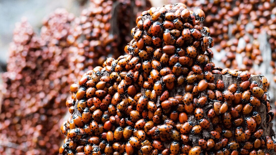 Grupo de mariquitas hibernando
