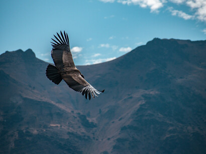Cóndor andino sobrevolando el Valle de Colca, Arequipa, Perú