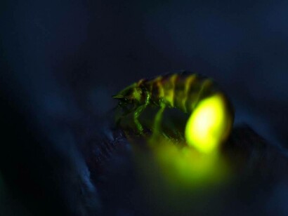 Lampyris noctiluca, nome scientifico della lucciola