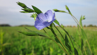 Secondo Plinio il Vecchio, quando si riesce a trovare e perfino a tessere il lino, esso uguaglia il valore delle perle più pregiate