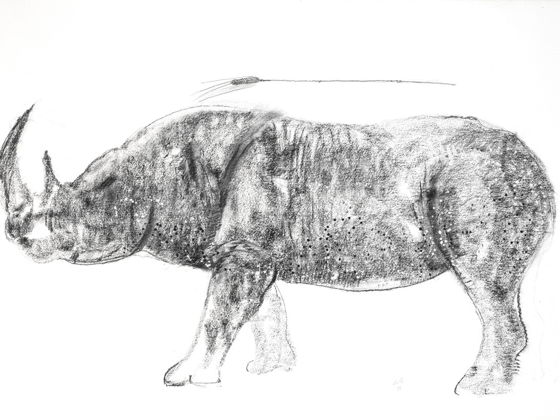 Girolamo Ciulla, 2017, "Rinoceronte con spiga", carboncino e tempera su carta Arches, 100x150 cm