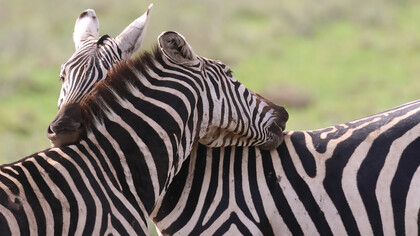 Plains Zebra, Nairobi National Park (c) Gehan de Silva Wijeyeratne