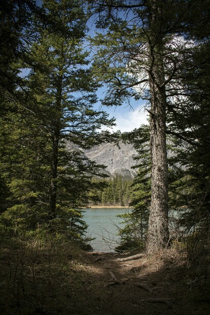Un camino en el bosque. Hay que animarse y esforzarse para llegar a ciertos lugares