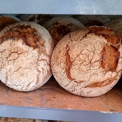 Coltivare grani antichi significa adottare pratiche agricole più resilienti, che resistono meglio al clima locale e necessitano di meno acqua e pesticidi, riducendo così le emissioni di gas serra legate alla produzione agronomica