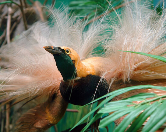 Bird of Paradise. Courtesy of Grigore Antipa National Museum of Natural History