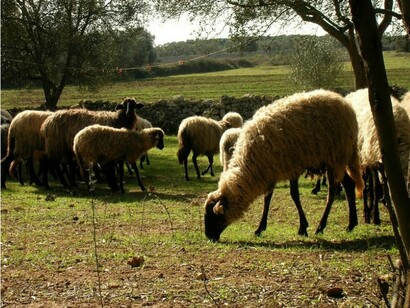 La pace della campagna greca