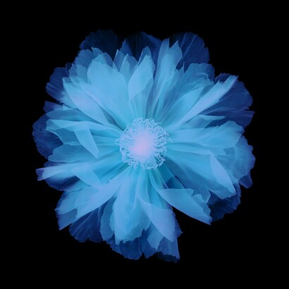 Yoishiro Nishimura, Pivoine arbusive. Scangramme, impression jet d'encre, 210×297 mm. Tirage limité à 30. Minnano Gallery, Tokyo.