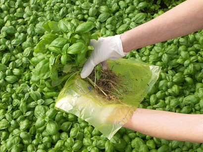 Le foglie rinascono di continuo