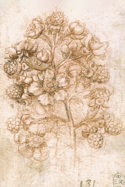 Retomo de mora (Rubus fruticosus), ilustración de Leonardo da Vinci (c. 1505-10)