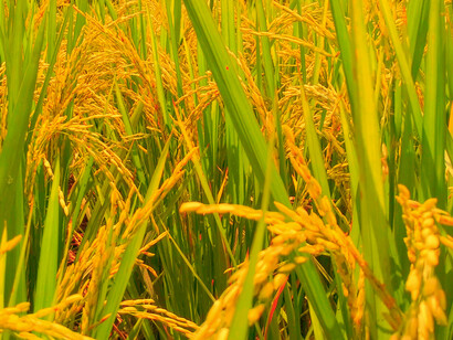 Rice fields: Yoshikubo Shuzo were originally rice traders before moving into sake production
