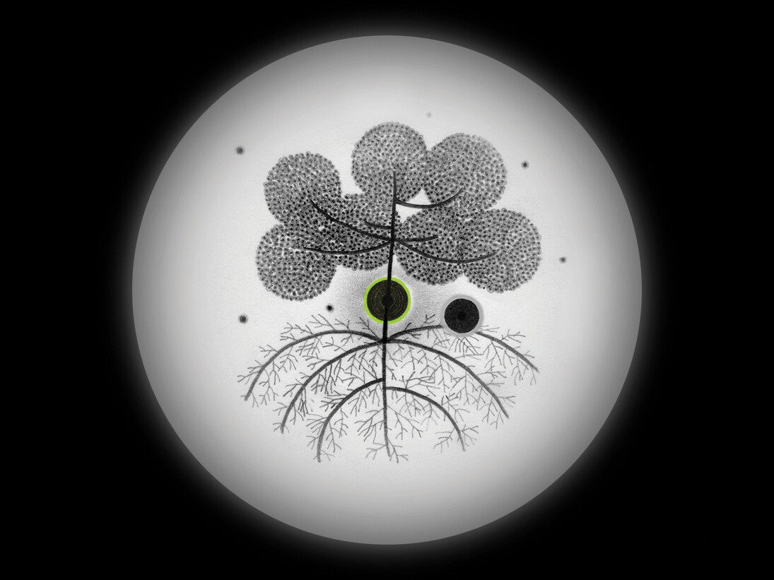 Younès Rahmoun, Habba, animation vidéo, 7min, 2011, Courtesy de l'artiste et Imane Farès