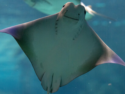 Manta