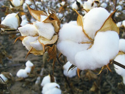 Cotton plantations: both a symbol of oppression and the spark for rebellion