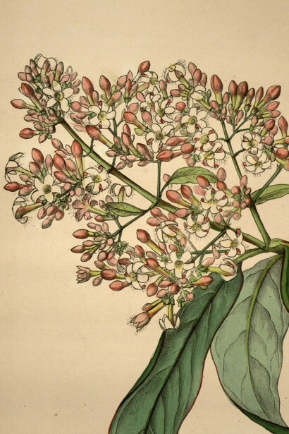 La amenaza bélica impulsó expediciones estadounidenses para ubicar germoplasma de Cinchona apto para grandes plantaciones en suelo americano