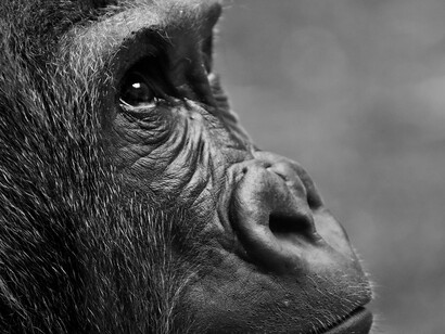 Con le scimmie abbiamo in comune il 98% circa del patrimonio genetico