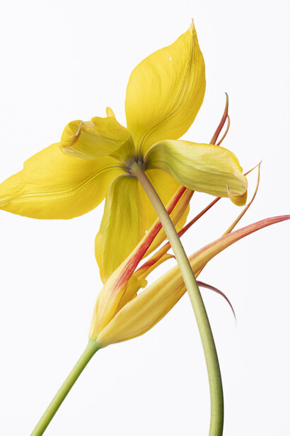 Sharon Core, Tulip florentine & acuminata, 2023. Courtesy of Yancey Richardson Gallery