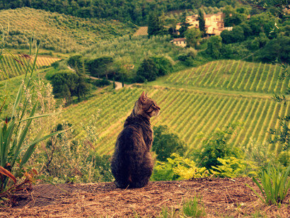 An inhabitant of the Chianti area