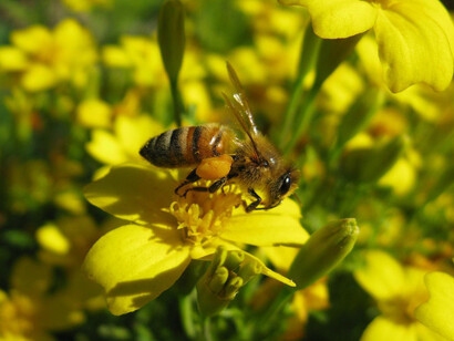 Abeja europea («Apis mellifera»), también conocida como abeja doméstica o abeja melífera