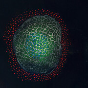 Yayoi Kusama, The Moon, 1953, pastel and gouache on paper, 15 1/2 x 13 1/4 inches (39.4 x 33.7 cm). Courtesy of Peter Blum Gallery, New York