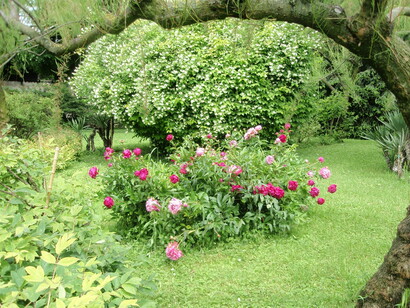 Peonie a Villa Byron