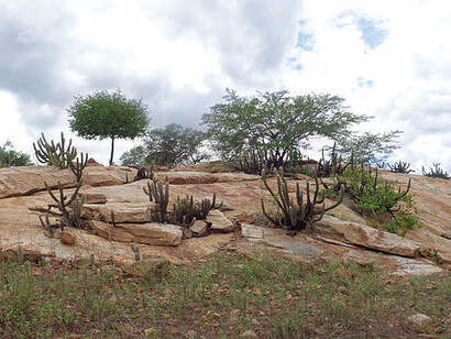 A caatinga foi cenário de muitos acontecimentos no cangaço