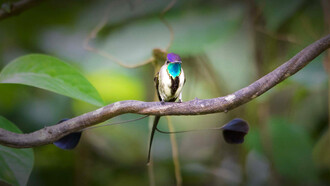 Colibrí cola de espátula