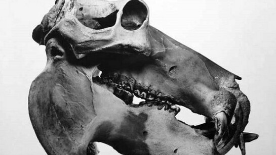 Hippopotamus, Prague, 1986 © by The Irving Penn Foundation, courtesy Hamiltons Gallery, London