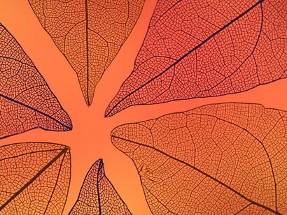 Abstract art featuring a vibrant, translucent orange autumn leaf