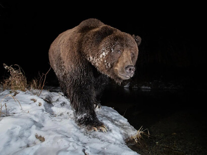 Wildlife photographer of the year, artwork in exhibition. Courtesy of the Australian National Maritime Museum