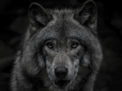 Oyó los pasos de un lobo cada vez más próximos