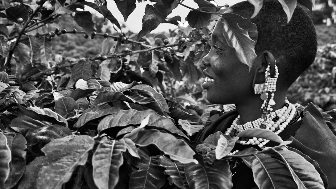 Sebastião Salgado, Un raccoglitore di caffè nella piantagione di Shangri La, Rift Valley, pendici del cratere Ngorongoro, Tanzania 2014