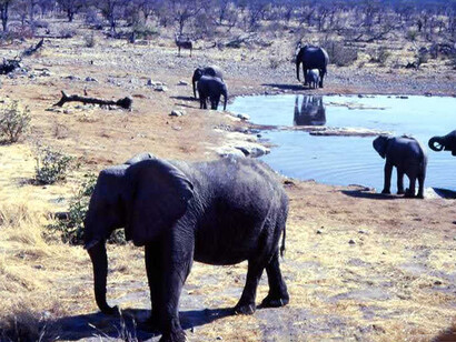 Elefanti nella Piana di Etosha