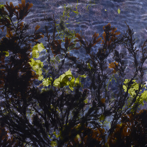 Susan Derges, Tide Pool 18, Unique C type print,  48 x 76 cm, 14 x 22 inches