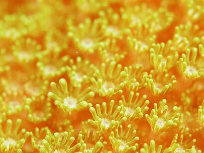 Fiori del mare: che aspetto avrebbero?
