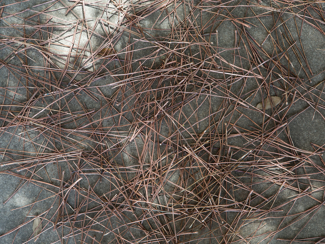 Caline Aoun, Pine Needles (detail), Image courtesy of Grey Noise and the artist