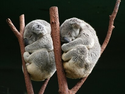 Koala gemelli