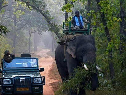 Elephant Safari at Bandhavgarh
