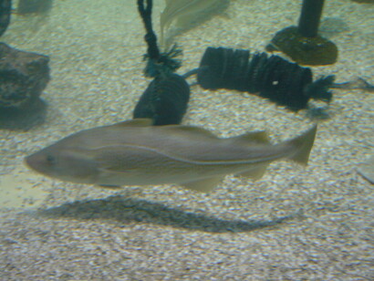 Merluzzo nordico, Gadus morhua