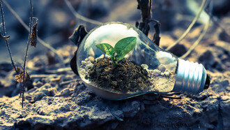Clear light bulb planter on gray rock