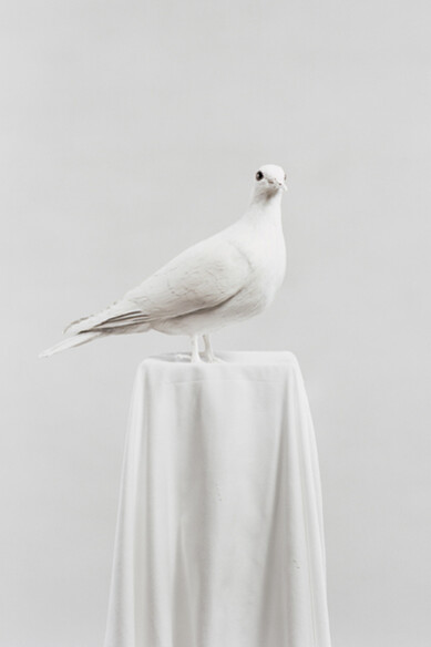 Julia Krahn, Die Taube, 2011 © Julia Krahn 
